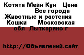 Котята Мейн Кун › Цена ­ 15 000 - Все города Животные и растения » Кошки   . Московская обл.,Лыткарино г.